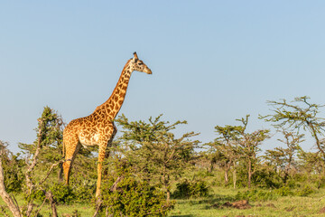 Male Masai giraffe (Giraffa tippelskirchi or Giraffa camelopardalis tippelskirchi), Mara Naboisho Conservancy, Kenya.