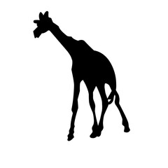 Vector Long Neck Giraffe Silhouette