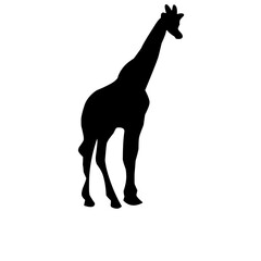 Vector Long Neck Giraffe Silhouette