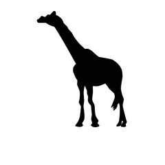 Vector Long Neck Giraffe Silhouette
