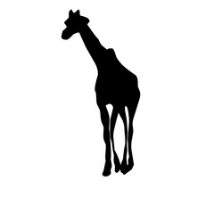 Vector Long Neck Giraffe Silhouette