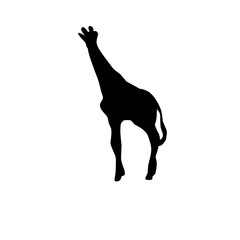 Vector Long Neck Giraffe Silhouette