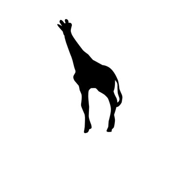 Vector Long Neck Giraffe Silhouette