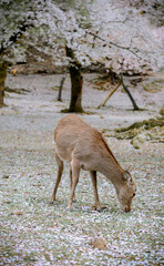 Deer enjoying Nara Park during cherry blossom