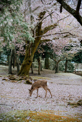 Deer enjoying Nara Park during cherry blossom