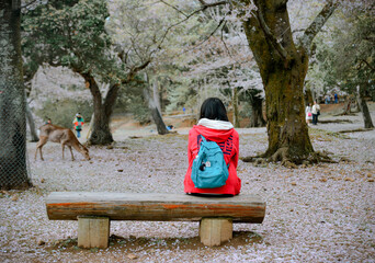 A woman enjoying cherry blossom in Nara Park