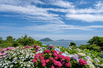 Obraz premium 香川県三豊市志々島の天空の花畑の紫陽花と美しい瀬戸内海