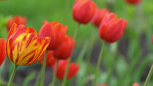 Red tulips bloom in spring. Blur bokeh. Tulip flower nature. Floral background. Botanical garden. Flowering buds. Blooming mood. Beautiful aesthetic petal plant. The swaying of the wind. Sunny day.