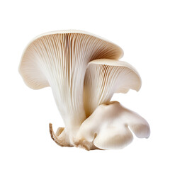 Fototapeta na wymiar mushrooms isolated on white background generative ai, clipping path, png file