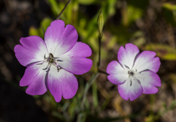 Silene coeli rosa