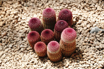 Closeup Red Thorn Echinocereus rigidissimus Cactus or Call Hedgehog cactus at Cactus  Farm House  - red nature abstract desert houseplant 