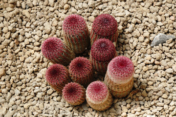 Closeup Red Thorn Echinocereus rigidissimus Cactus or Call Hedgehog cactus at Cactus  Farm House  - red nature abstract desert houseplant 