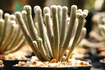 White Cactus Plant in the cactus family at Botanical Gardens - Bangkok Thailand