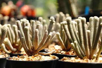 White Cactus Plant in the cactus family at Botanical Gardens - Bangkok Thailand