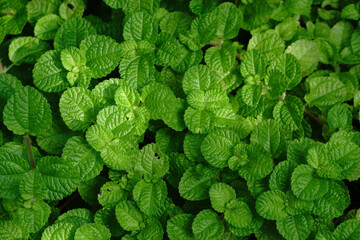 Top view of Green Spearmint, also known as garden mint, common , lamb  and mackerel , Kitchen mint...