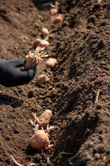 Potato tubers planting into the ground. Early spring preparations for the garden season.