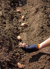Potato tubers planting into the ground. Early spring preparations for the garden season.