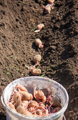 Potato tubers planting into the ground. Early spring preparations for the garden season.