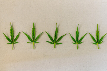 Five Cannabis Leaves of Marijuana isolated on White Background for Design Concept and Logo. Ganja leaves macro
