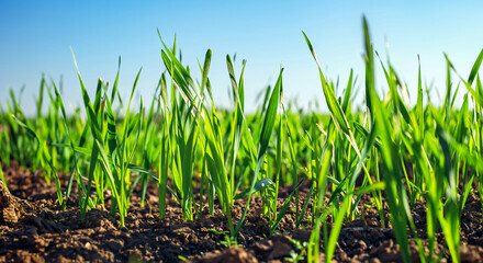 Young sprouts of wheat, closeup view. - Powered by Adobe