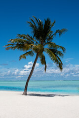 Fototapeta na wymiar Magical view of the tropical beach. Sea, palm tree and romantic mood.