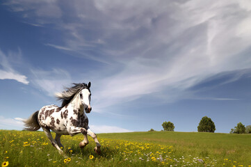 Horse background created with Generative AI technology