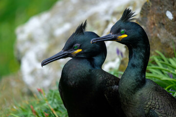 Shag (bird) nesting on an island with prominant crest, nesting on a scottish island