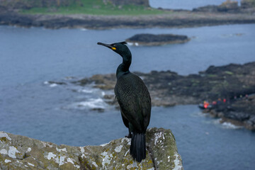 Shag (bird) nesting on an island with prominant crest, nesting on a scottish island