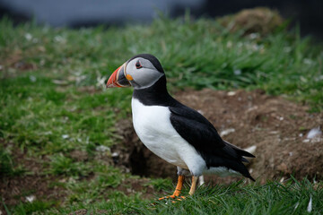 Puffin stretching and fanning its wings on a puffin island with straw in its bill building a nest underground