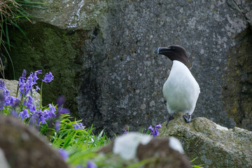 Razorbills seabirds nesting on some rocks on a small island