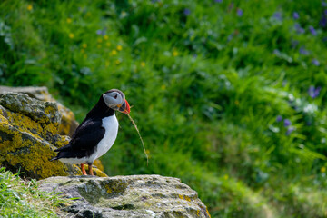 Puffin stretching and fanning its wings on a puffin island with straw in its bill building a nest underground