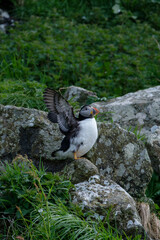 Puffins nesting on the cliff edges of the Scottish Isles of Treshnish