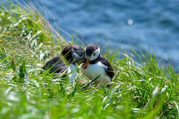 A pair of puffins cuddling and pruning each other
