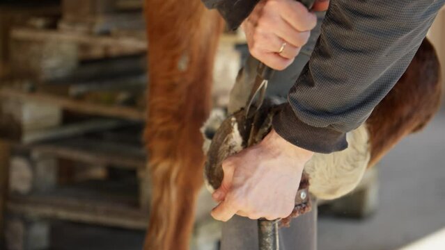 Farrier trims and shapes horse's hooves using knife. Taking care of pets. Horse care concept. Close-up in 4K, UHD