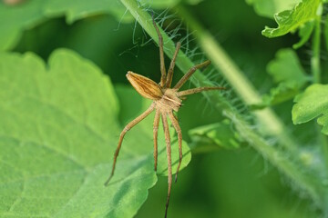 one large brown spider sits on a green leaf of a wild plant in nature in a summer park