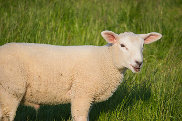 Obraz premium A sheep on a dike that has been planted with grass in the evening light