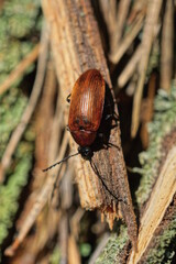 one small brown beetle sits on a piece of wooden branch in nature
