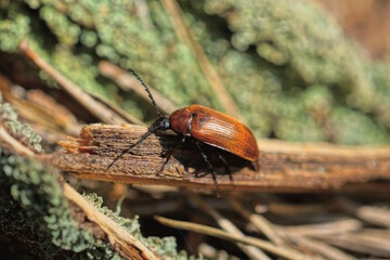 one small brown beetle sits on a piece of wooden branch in nature