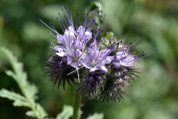 Nahaufnahme einer Phacelia-Blüte