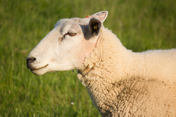 A sheep on a dike that has been planted with grass in the evening light