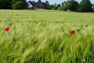 weizen,Roggen im Feld