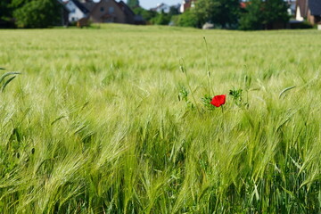 weizen,Roggen im Feld