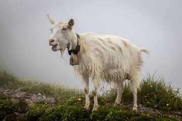 goat on the meadow in the alps of switzerland