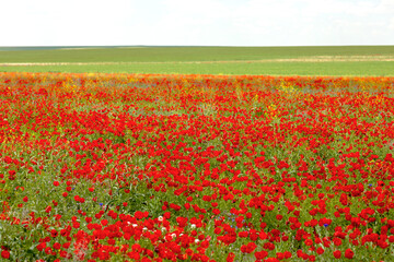 Bright red tulips in the field