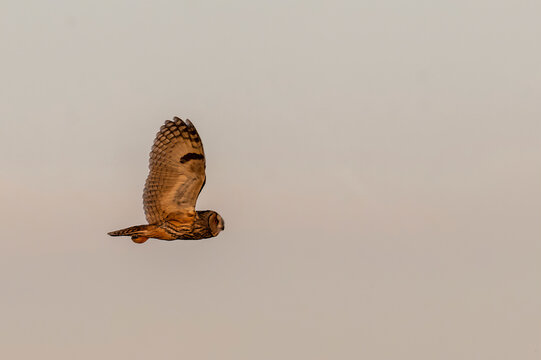 Eine Waldohreule im Flug bei Sonnenuntergang