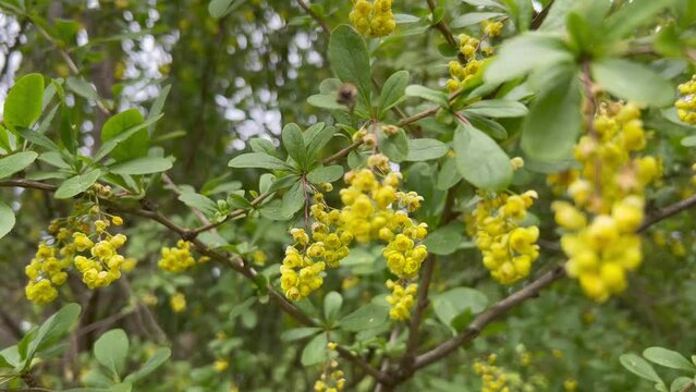 Beautiful yellow brush buds of common barberry and a bee.