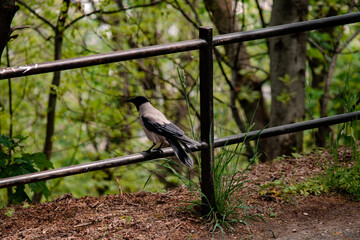 Budapest Hungary recreational park during spring holiday