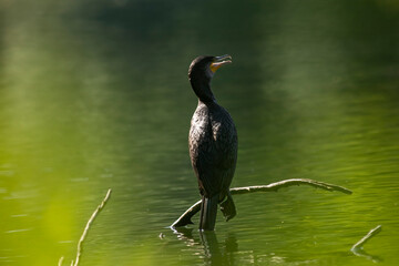 Great cormorant