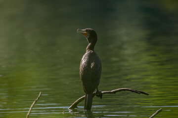 Great cormorant