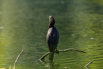 Great cormorant